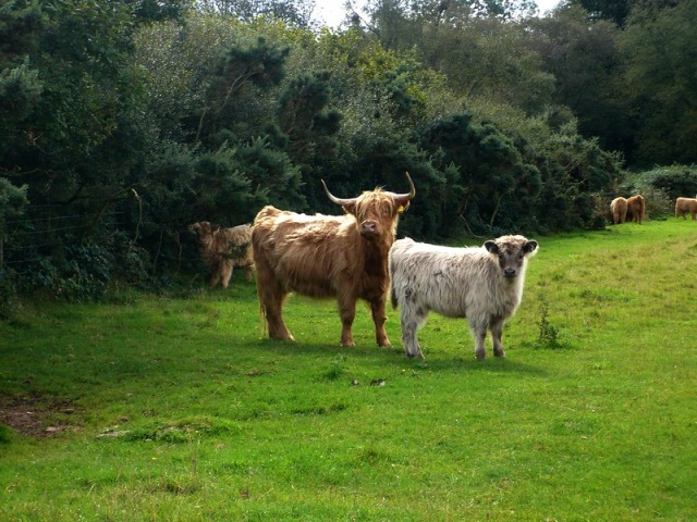 North Petherton - GBEHO-2