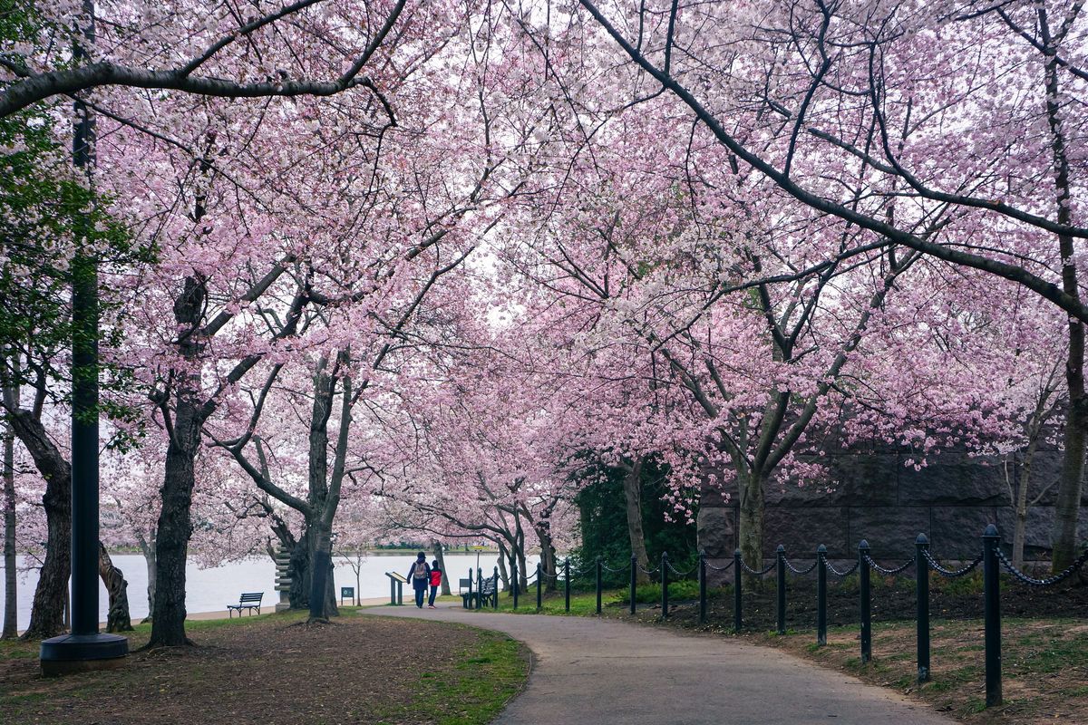 Cherry trees in full bloom arching over a walking path beside the Tidal Basin in Washington, DC