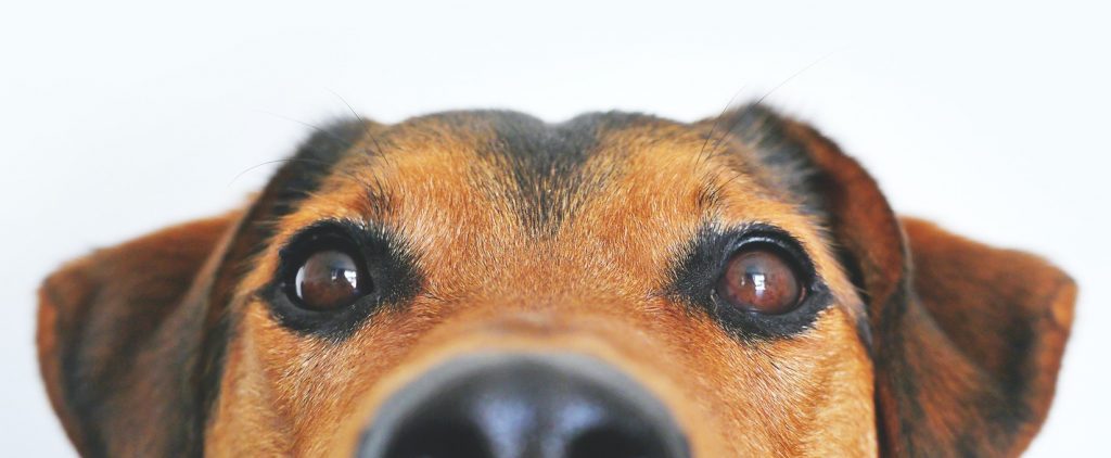 Top of a doggo's head