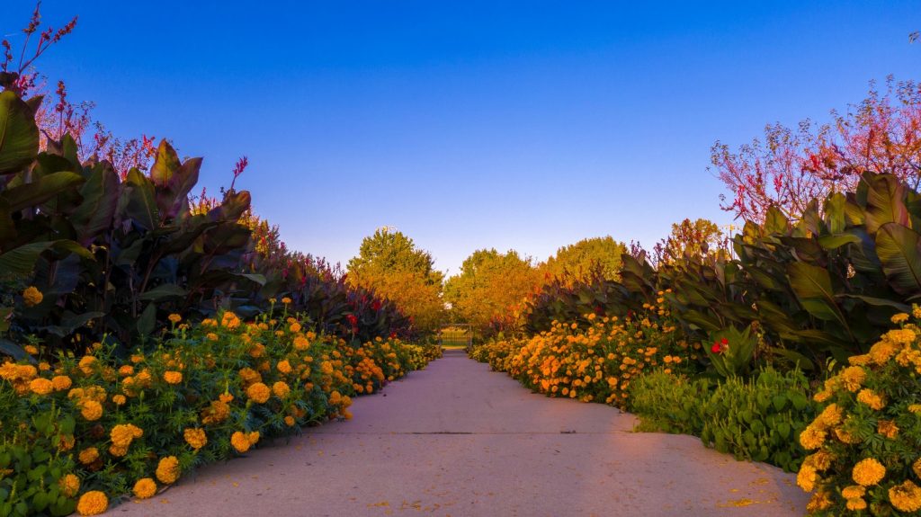 A path lined with flowers on the University of Illinois campus