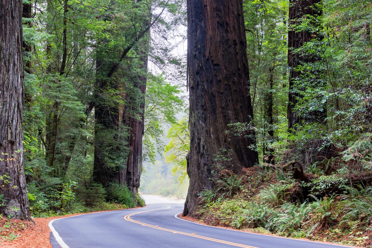 Two-lane highway curving between enormous redwood trunks, sunlight breaking through the canopy