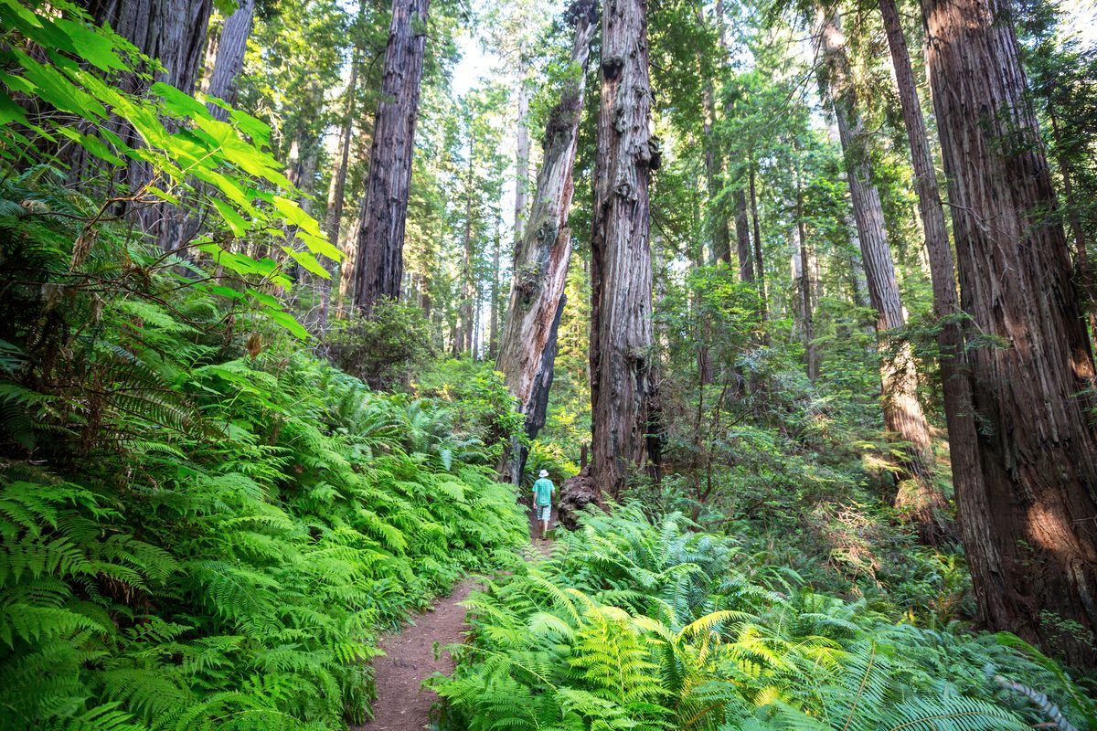 A narrow footpath winding through ferns at the base of towering old-growth redwood trunks