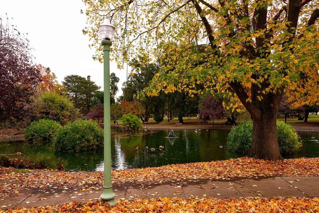 A photo of fall in Sacramento, CA.