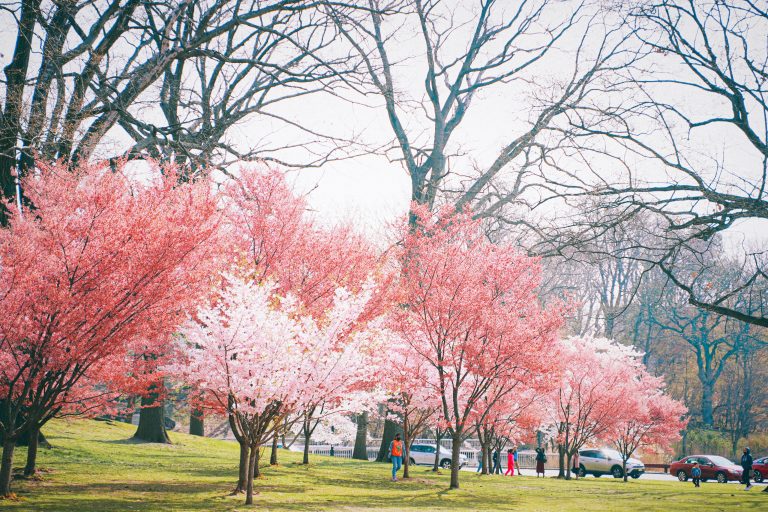 Cherry blossoms on field