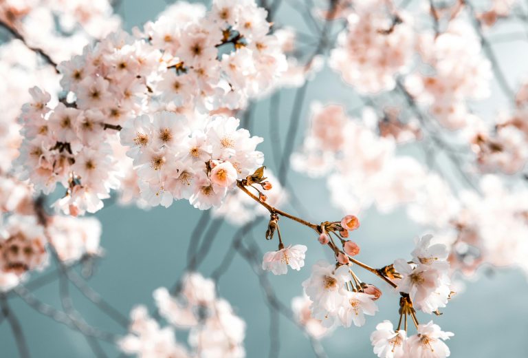 Cherry blossoms