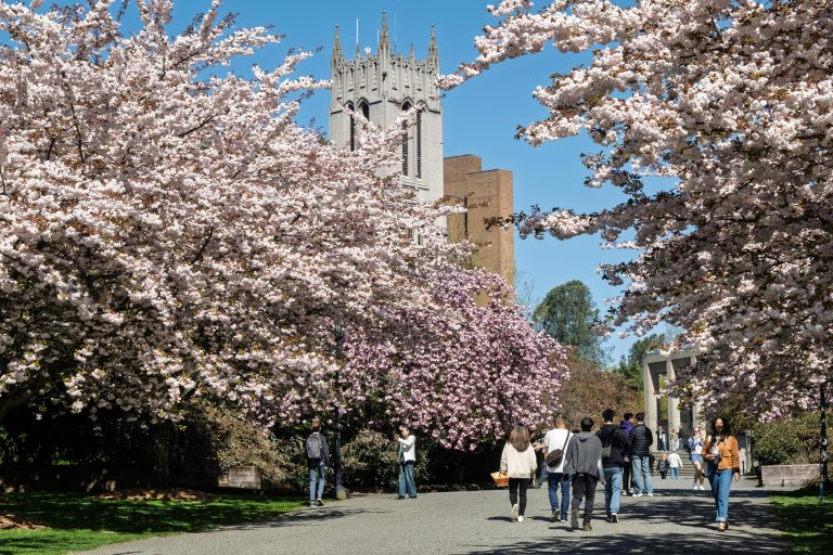 Cherry blossoms on Seattle campus