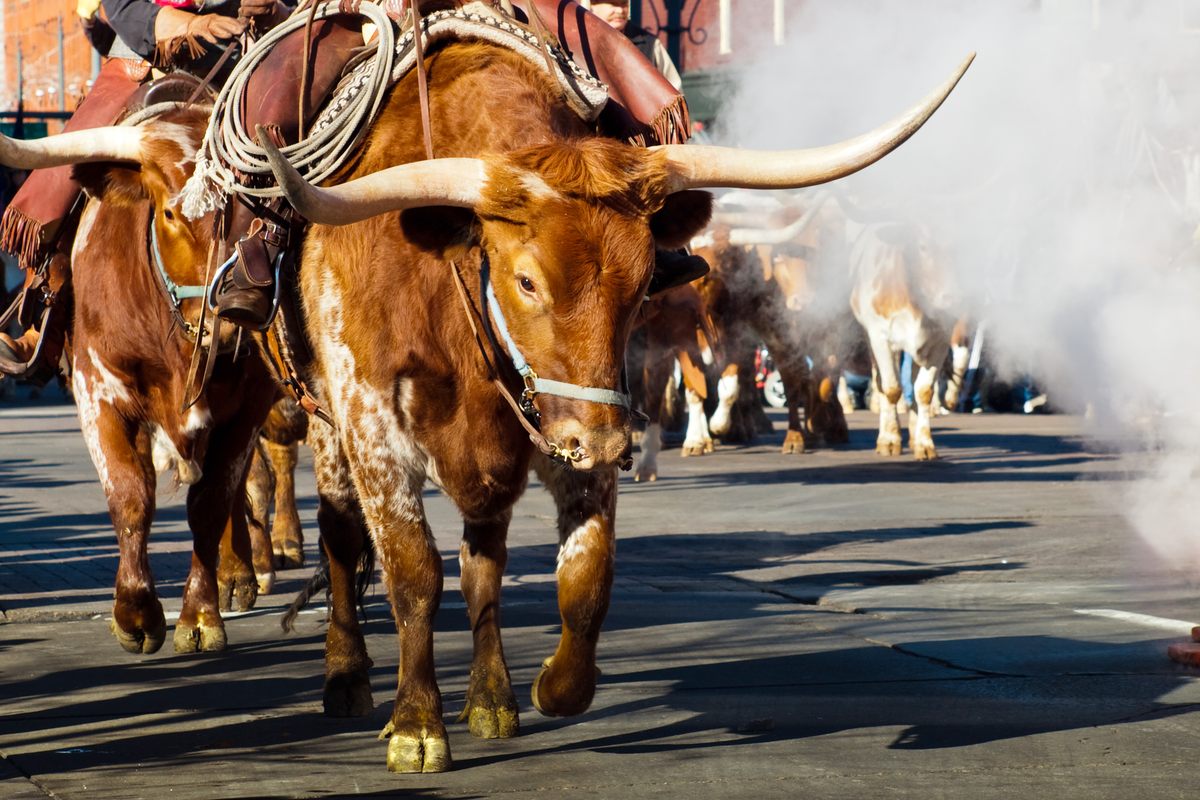 Texas longhorn steers walking down a brick-paved street in a cattle drive, cowboys on horseback beside the lead steer and steam drifting across the road behind the herd