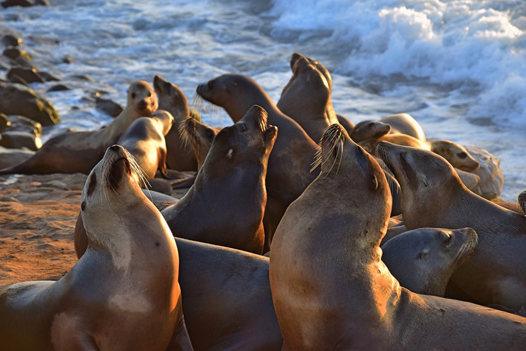 Photo of seals in La Jolla Cove.