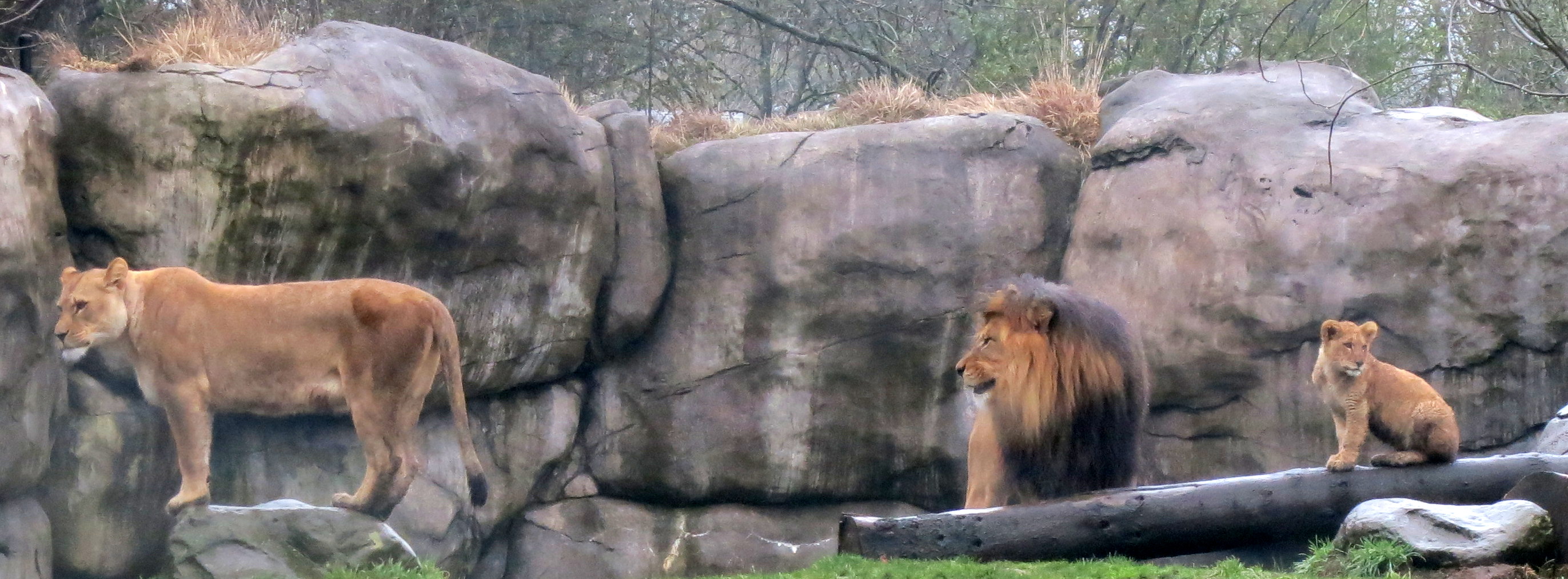 Fun things in Portland: Portland Zoo