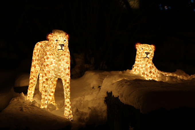 Photo Courtesy Lincoln Park Zoo