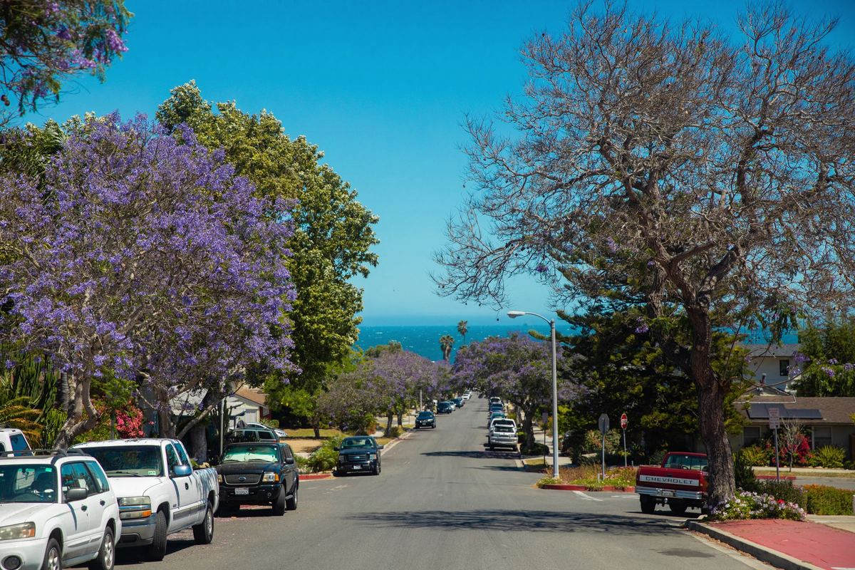 A Santa Barbara street running downhill toward the ocean under jacaranda trees in bloom, cars parked along one side