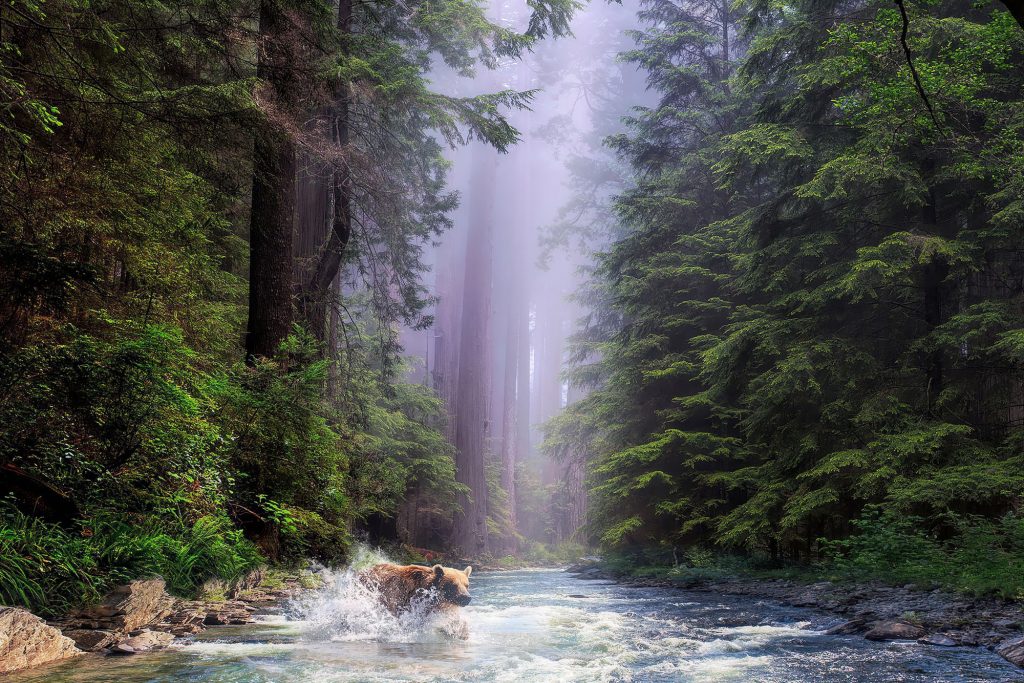 Redwood National Park
