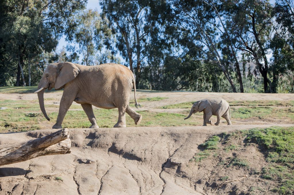 Safari Park