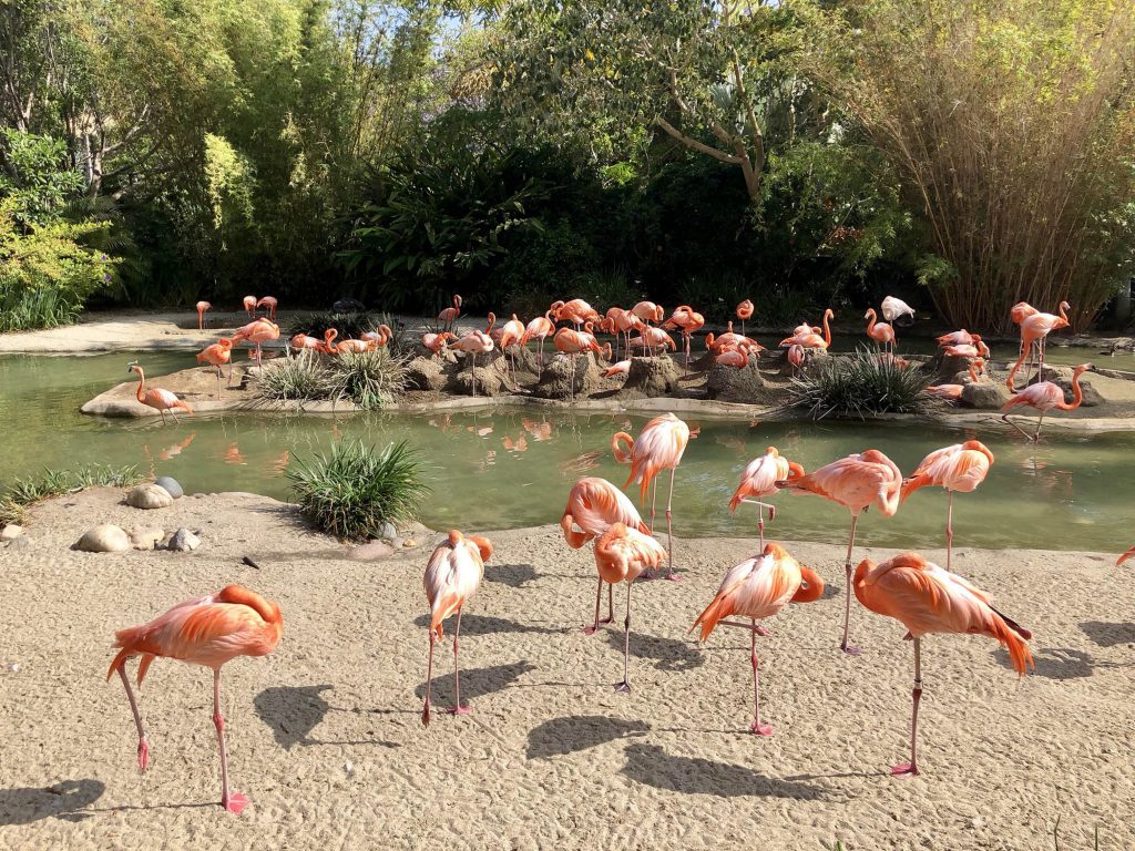 San Diego Zoo