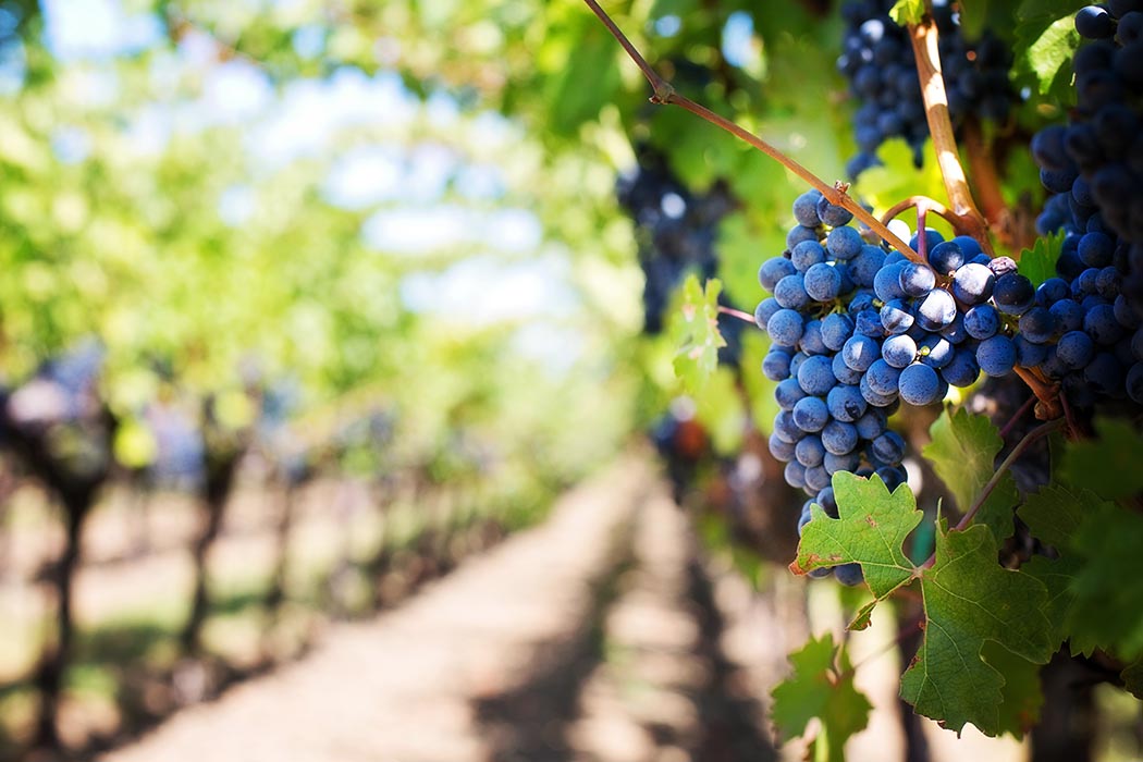 Closeup photo of grapes from a winery in Napa, California.